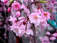 20130330_船橋市夏見1_焼肉やまと_桜_1304_DSC08978