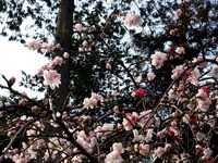 20130324_船橋市夏見2_日枝神社_源平紅白花桃_1457_DSC08002