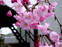 20130330_船橋市夏見1_焼肉やまと_桜_1305_DSC08992