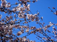 20120408_船橋市_海老川ジョギングロード_サクラ_0920_DSC08035