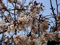 20130324_船橋市夏見5_船橋市立八栄小学校_桜_1456_DSC07996