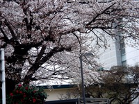 20130324_習志野市津田沼2_千葉工業大学_桜_1206_DSC07811