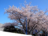 20120412_船橋市浜町2_ららぽーとTOKYO-BAY_桜_0751_DSC08496