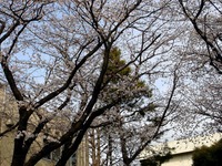 20130324_船橋市夏見2_船橋市立船橋中学校_桜_1504_DSC08069