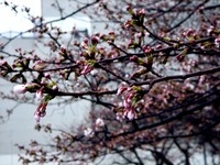 20120403_船橋市浜町2_三井ガーデンホテル_サクラ_桜_1555_DSC09259