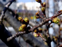 20130317_習志野市芝園1_パナソニックさくら広場_桜_0900_DSC04647