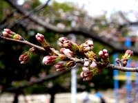 20130320_船橋市若松3_若松公園_桜_1148_DSC05964