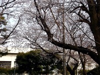 20130324_船橋市夏見2_船橋市立船橋中学校_桜_1504_DSC08070