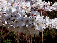 20120407_習志野市秋津4_習志野緑地_秋津公園_桜_0918_DSC09589