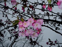 20120324_船橋市_海老川_サクラ_桜_1221_DSC00047