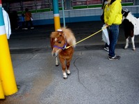 20120422_船橋市若松1_船橋競馬場_よさこい祭り_1058_DSC09554