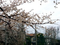 20130323_船橋市前貝塚町_塚田小学校_桜_1323_DSC07323