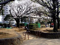 20130324_船橋市本町7_天沼弁天池公園_桜_サクラ_1507_DSC08078