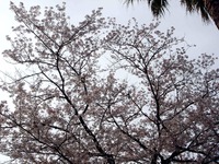 20120413_船橋市浜町2_ららぽーとTOKYO-BAY_桜_0750_DSC08534