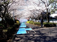 20120408_船橋市浜町2_三井ガーデンホテル_サクラ_桜_0902_DSC08000