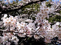 20120407_習志野市秋津4_習志野緑地_秋津公園_桜_0918_DSC09590