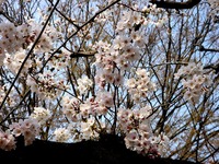 20130324_船橋市本町7_天沼弁天池公園_桜_サクラ_1510_DSC08097