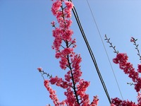 20130309_船橋市本町6_海老川_桜_オカメサクラ_1605_DSC03162