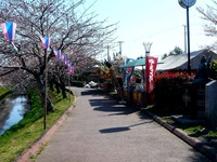 20120408_船橋市_海老川ジョギングロード_サクラ_0913_DSC08018