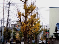 20121111_船橋市内_紅葉_黄葉_落葉_葉緑素_1101_DSC01158