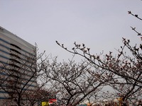 20130320_船橋市若松1_船橋競馬場_桜_染井吉野_1205_DSC06095