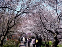 20120408_船橋市_海老川ジョギングロード_サクラ_0933_DSC08082