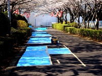 20120408_船橋市浜町2_三井ガーデンホテル_サクラ_桜_0902_DSC08001