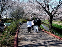 20120408_船橋市_海老川ジョギングロード_サクラ_0932_DSC08072