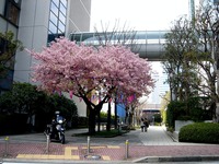 20130317_千葉市美浜区_ホテルスプリングス幕張_桜_1354_DSC05473