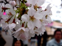 20130330_船橋市_海老川ジョギングロード_桜_1313_DSC09046