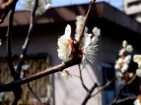 20130309_船橋市本町7_天沼弁天池公園_ウメ_梅_1246_DSC02808