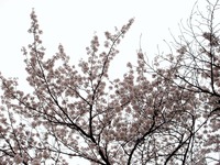 20130330_船橋市本町7_天沼弁天池公園_桜_1256_DSC08916