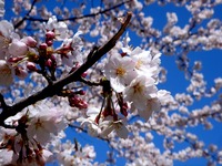 20120407_習志野市秋津4_習志野緑地_秋津公園_桜_0918_DSC09586