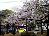 20130330_船橋市本町7_天沼弁天池公園_桜_1258_DSC08929