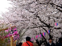 20130330_船橋市_海老川ジョギングロード_桜_1312_DSC09038