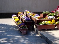 20120408_船橋市市場1_船橋市武道センター_花_1008_DSC08256