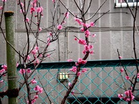 20120324_船橋市海神5_船橋市立西海神小学校_ウメ_1152_DSC09907