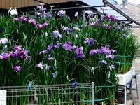 20130608_船橋市上山町1_花菖蒲_ハナショウブ_1031_DSC87002T