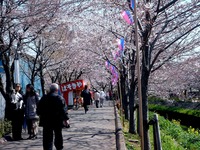 20120408_船橋市_海老川ジョギングロード_サクラ_0919_DSC08026