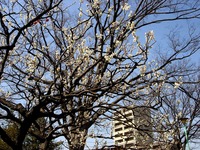 20130309_船橋市本町7_天沼弁天池公園_ウメ_梅_1245_DSC02803