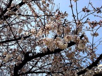 20130324_船橋市夏見5_船橋市立八栄小学校_桜_1456_DSC07994