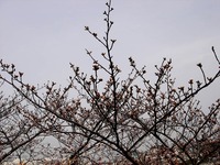 20130320_船橋市若松1_船橋競馬場_桜_染井吉野_1205_DSC06093