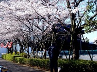 20120408_船橋市浜町2_三井ガーデンホテル_サクラ_桜_0902_DSC08003