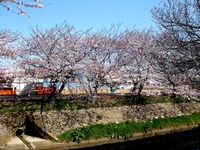 20120408_船橋市_海老川ジョギングロード_サクラ_0913_DSC08024