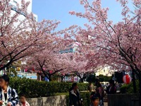 20130317_千葉市美浜区高洲3_マリンピア_桜_1302_DSC05156