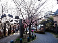 20130309_船橋市本町6_海老川_桜_オカメサクラ_1604_DSC03158