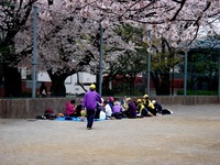 20130330_船橋市本町7_天沼弁天池公園_桜_1255_DSC08912