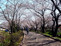 20120408_船橋市_海老川ジョギングロード_サクラ_0922_DSC08040