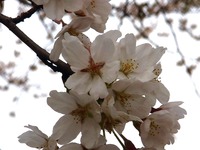 20130323_船橋市前貝塚町_塚田小学校_桜_1323_DSC07321T