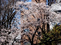 20120408_船橋市宮本5_船橋大神宮_意富比神社_桜_1015_DSC08270